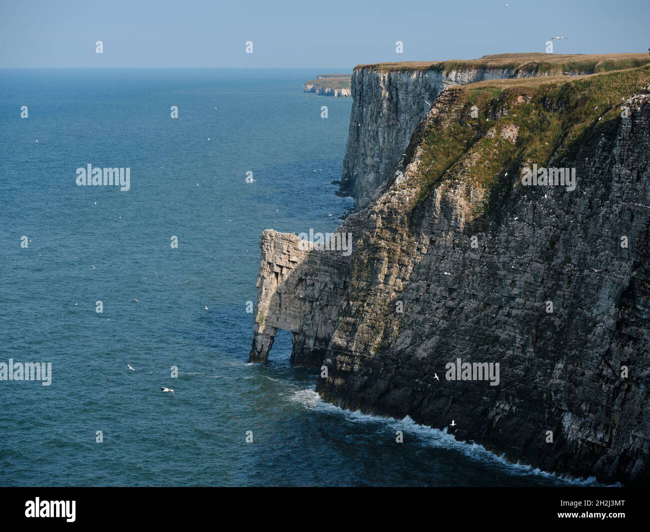 Guardando a sud lungo Bempton Cliffs precipitoso gesso costa riserva naturale per l'allevamento di uccelli marini a Bempton nella East Riding of Yorkshire, Inghilterra Regno Unito Foto Stock