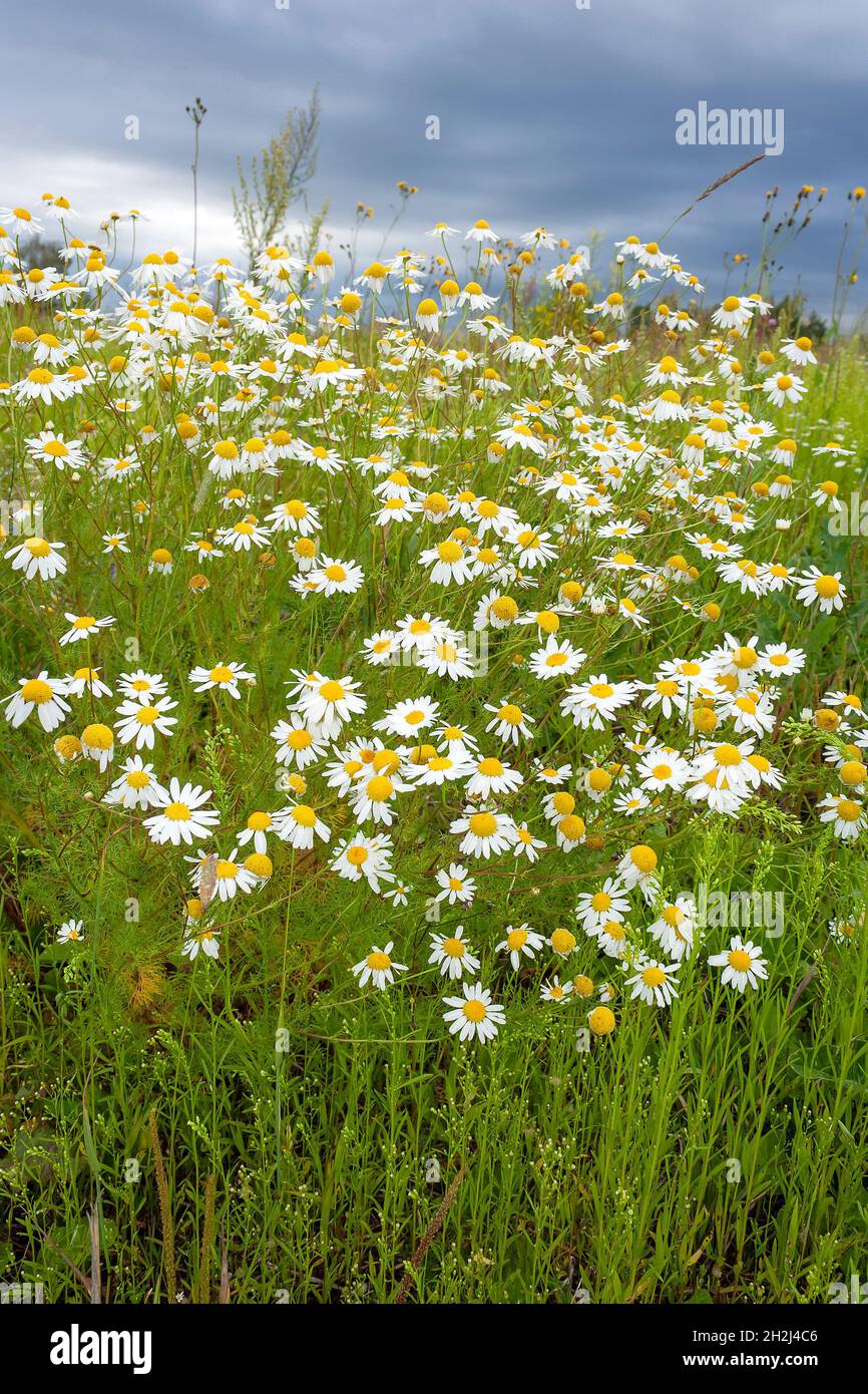Lussureggianti cespugli di farmacia camomilla, matricaria, in un prato in piena estate Foto Stock