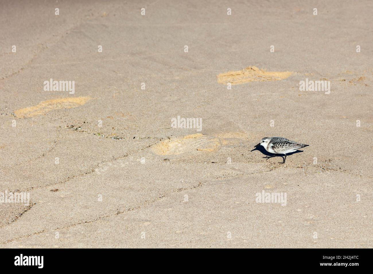 Sanderling, Shorebird, caccia al cibo, spiaggia, lago Michigan, Michigan, USA, di James D Coppinger/Dembinsky Photo Assoc Foto Stock