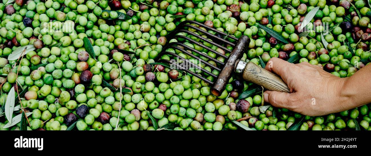 Primo piano del giovane uomo caucasico con uno strumento a pettine in mano utilizzato per raccogliere le olive arbequina in un oliveto in Catalogna, Spagna, n a panor Foto Stock