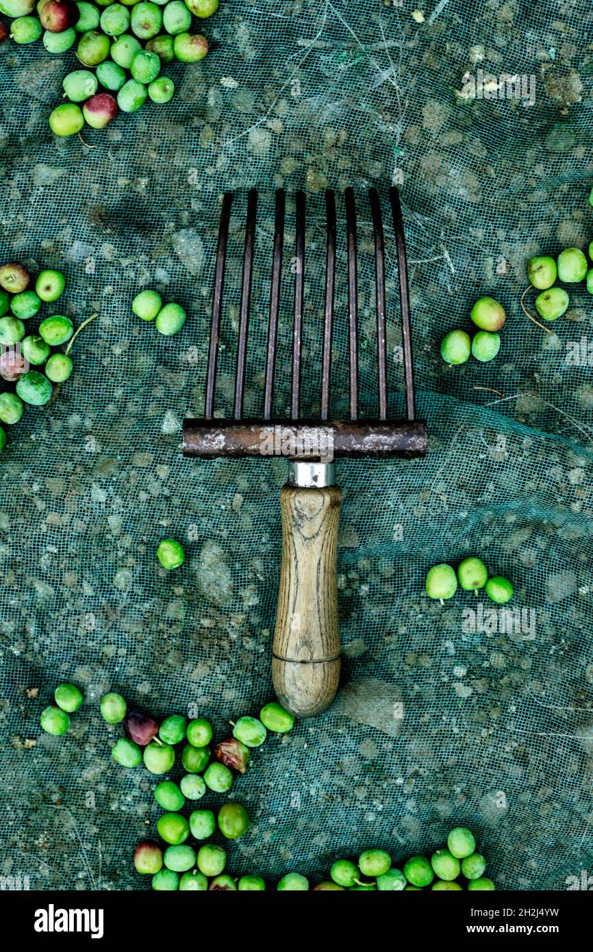 Uno strumento simile a pettine utilizzato per raccogliere le olive arbequina in Catalogna, Spagna, accanto ad alcune olive appena raccolte su una rete Foto Stock
