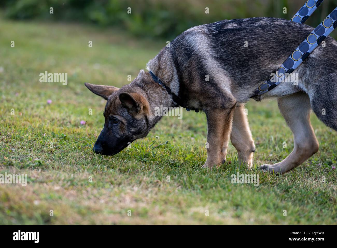 Un cucciolo di pastore tedesco di quattro mesi nella formazione di inseguimento. Erba verde sullo sfondo Foto Stock