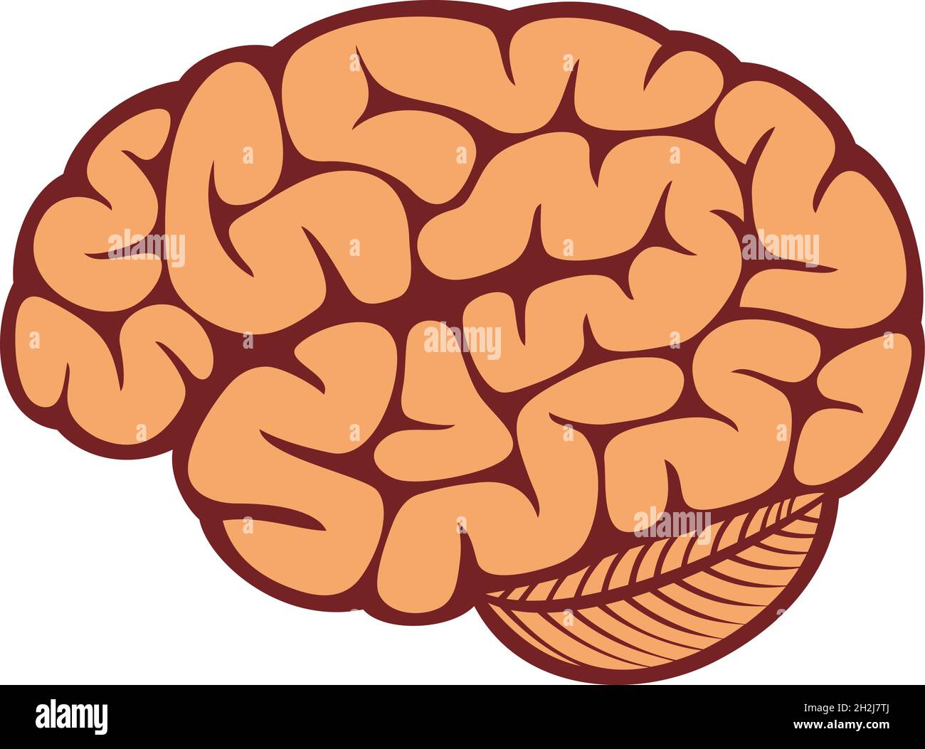 Illustrazione del vettore cerebrale umano Illustrazione Vettoriale