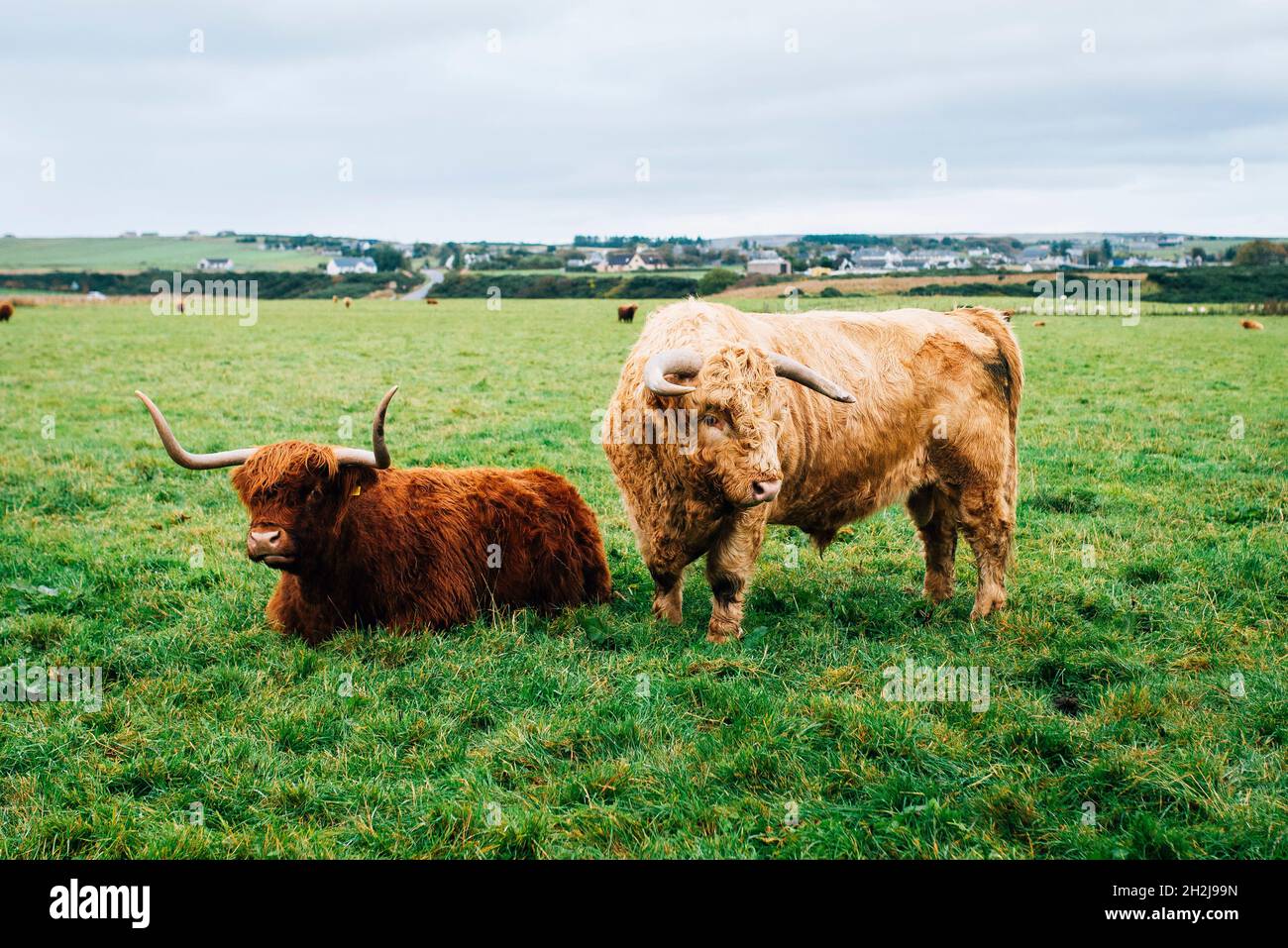 Mucche delle highland in un campo avvistato sulla costa orientale della strada NC500 viaggio Foto Stock