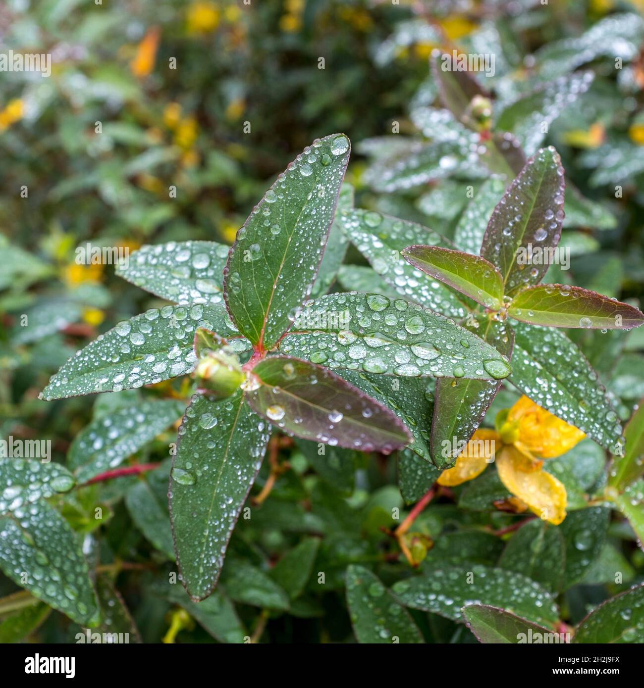 Le foglie di una pianta ricoperte di pioggia dopo una tempesta di pioggia Foto Stock
