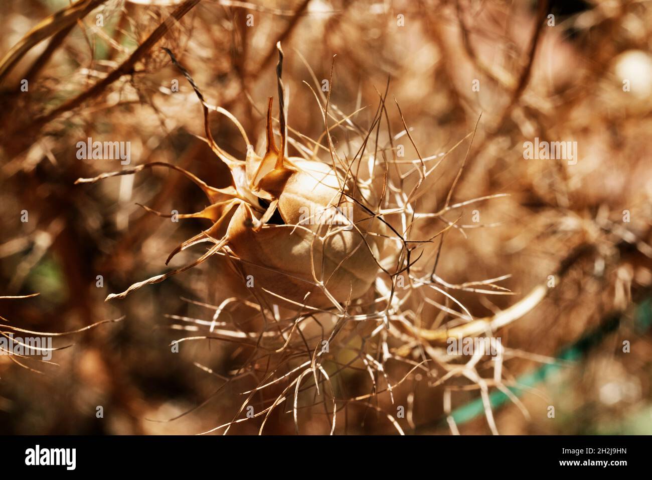 Seme secco marrone di nigella damascena fiore , chiamato anche signora ragged pianta o amore-in-a-nebbia, macro fotografia Foto Stock