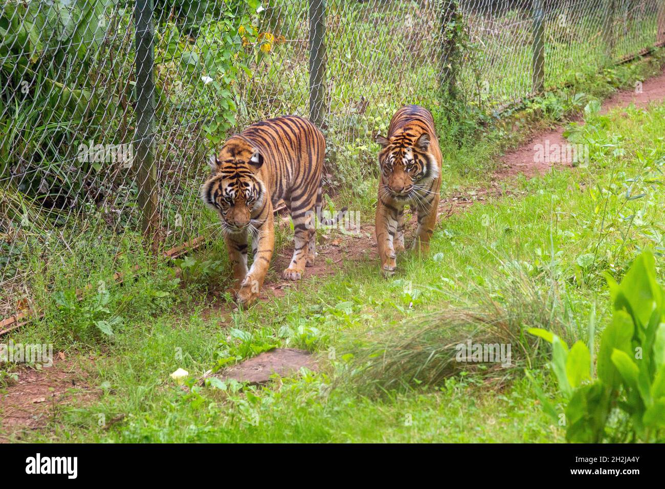 Le tigri di Sumatran allo Zoo di Paignton, Devon, Inghilterra, Regno Unito. Foto Stock