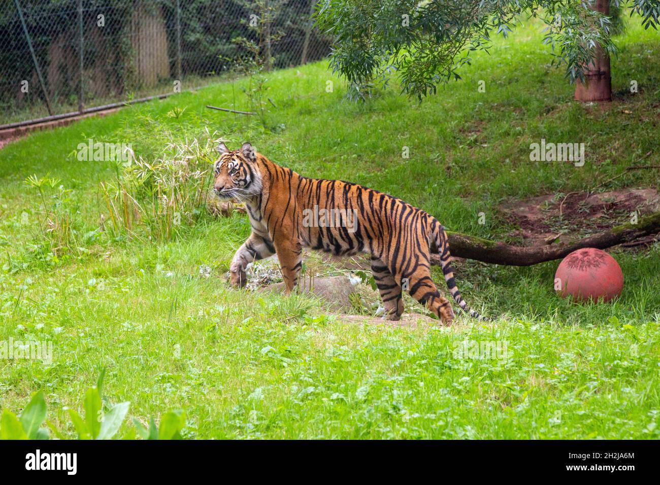 Tiger Sumatran allo Zoo di Paignton, Devon, Inghilterra, Regno Unito. Foto Stock
