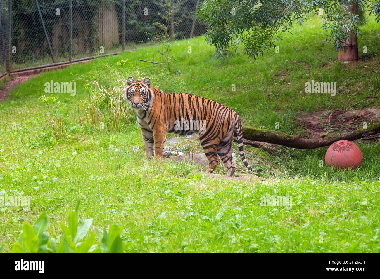 Tiger Sumatran allo Zoo di Paignton, Devon, Inghilterra, Regno Unito. Foto Stock