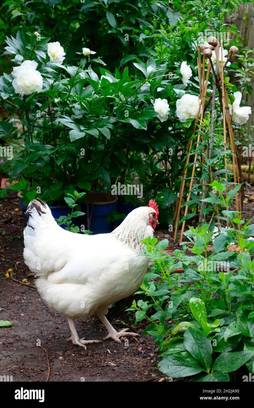 Orto di pollo biologico con Hen Sussex bianco Foto Stock