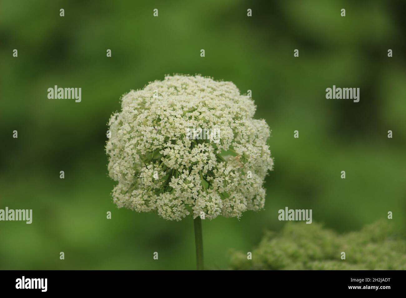 Primo piano foto di carota vegetale fiore con dettagli e texture unici. Foto Stock