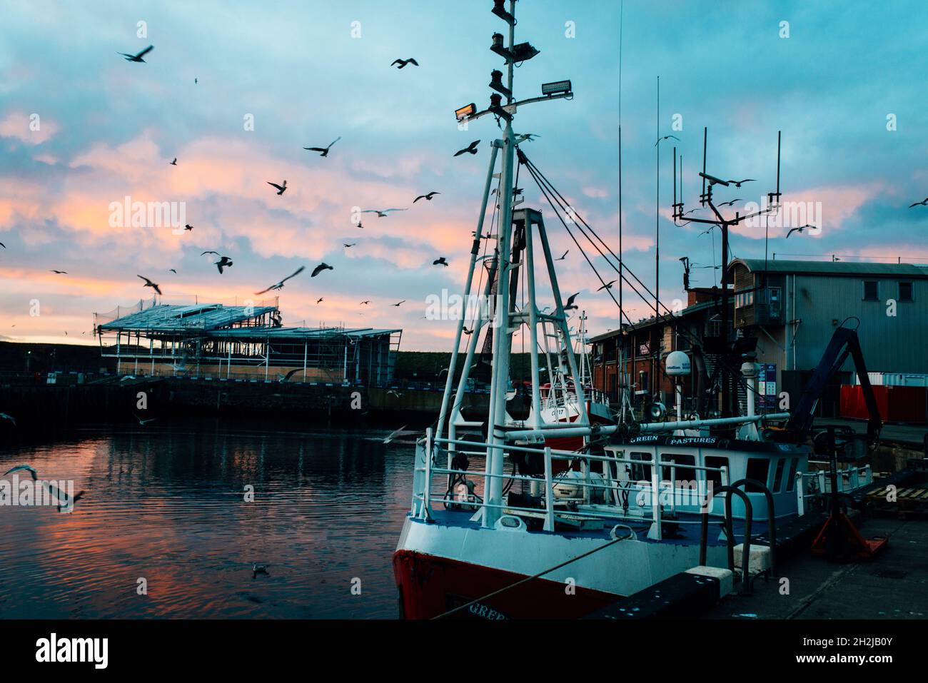 Uccelli marini che volano intorno a una barca da pesca al porto turistico di eyemouth in scozia al tramonto. Villaggio di pescatori scozzese Foto Stock