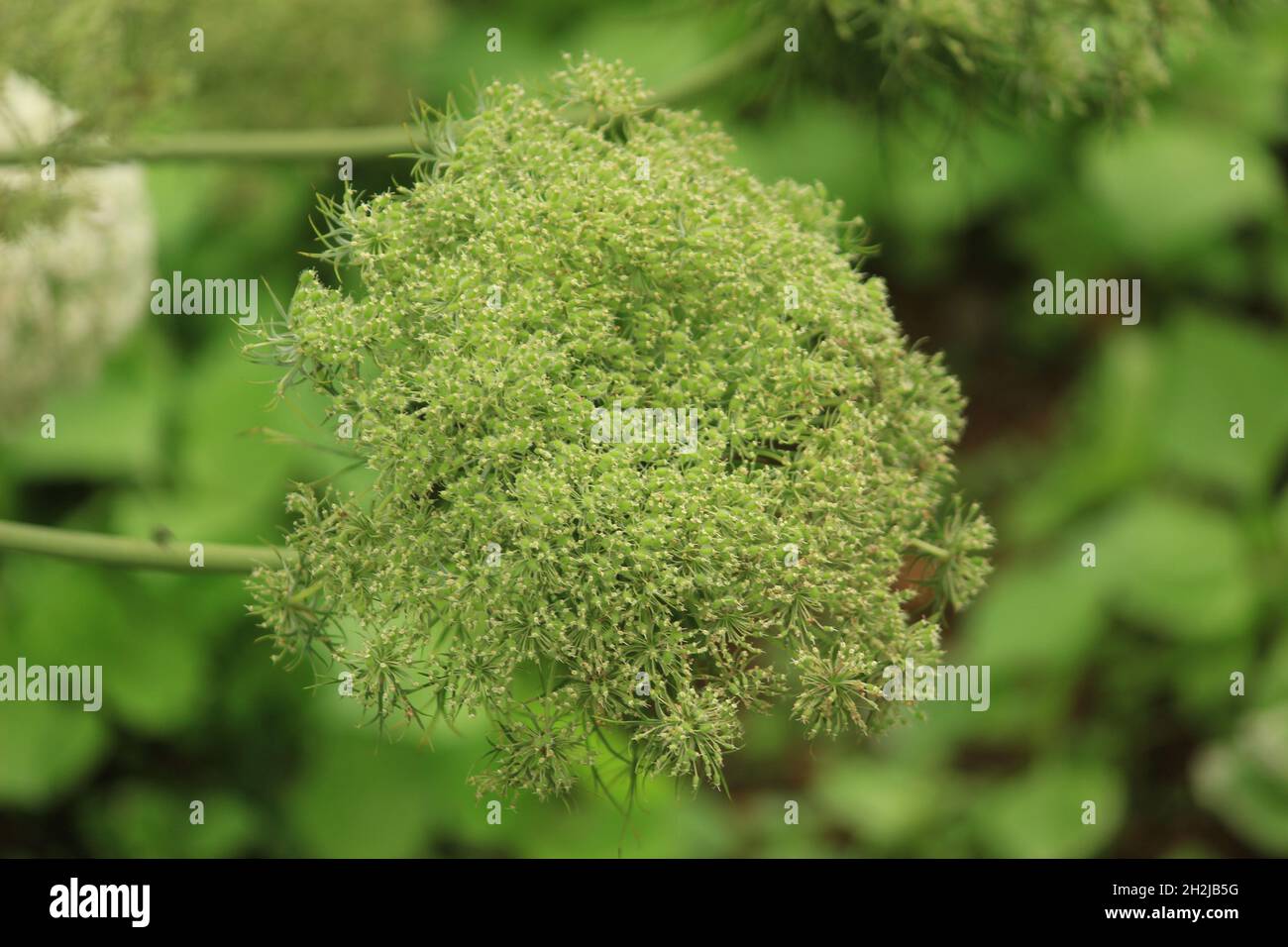Primo piano foto di carota vegetale fiore con dettagli e texture unici. Foto Stock