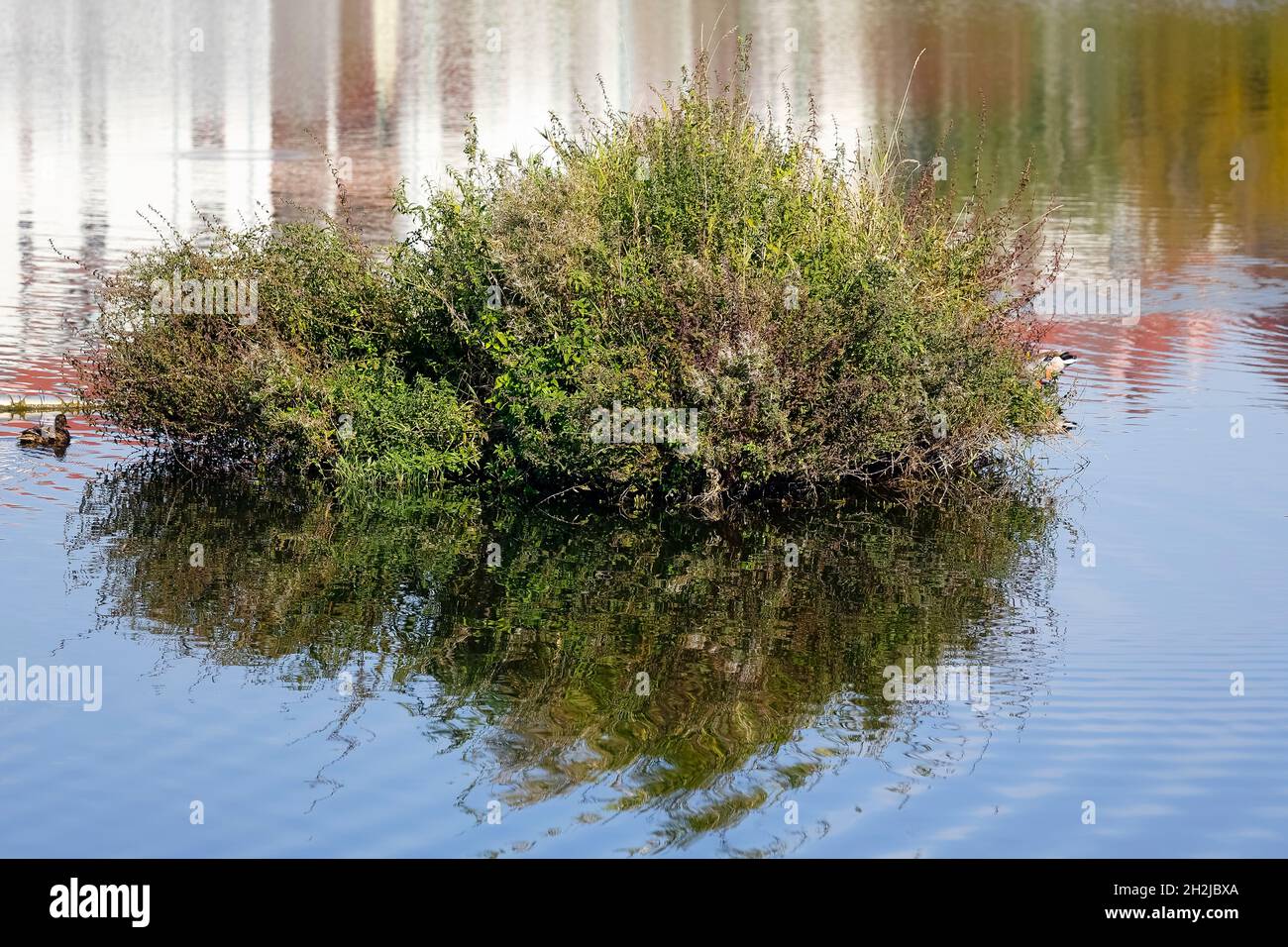 L'isola artificiale si trova su un lago, che fa parte di un parco nel distretto abitativo di Groclaw. Foto Stock