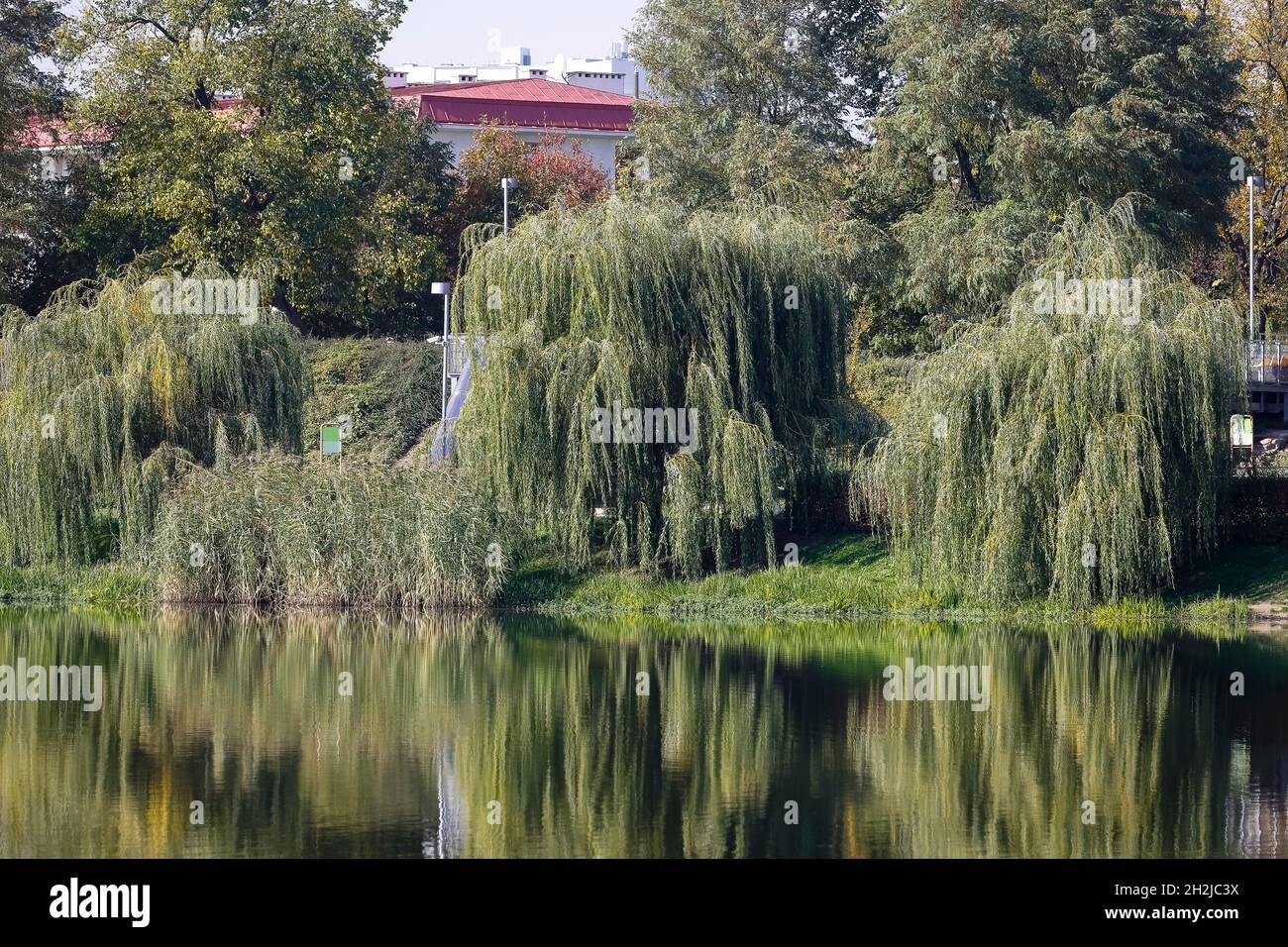 I salici crescono sulla riva del lago, che fa parte del parco nel distretto abitativo di Groclaw. Il riflesso di questi alberi è visto nell'acqua. Foto Stock