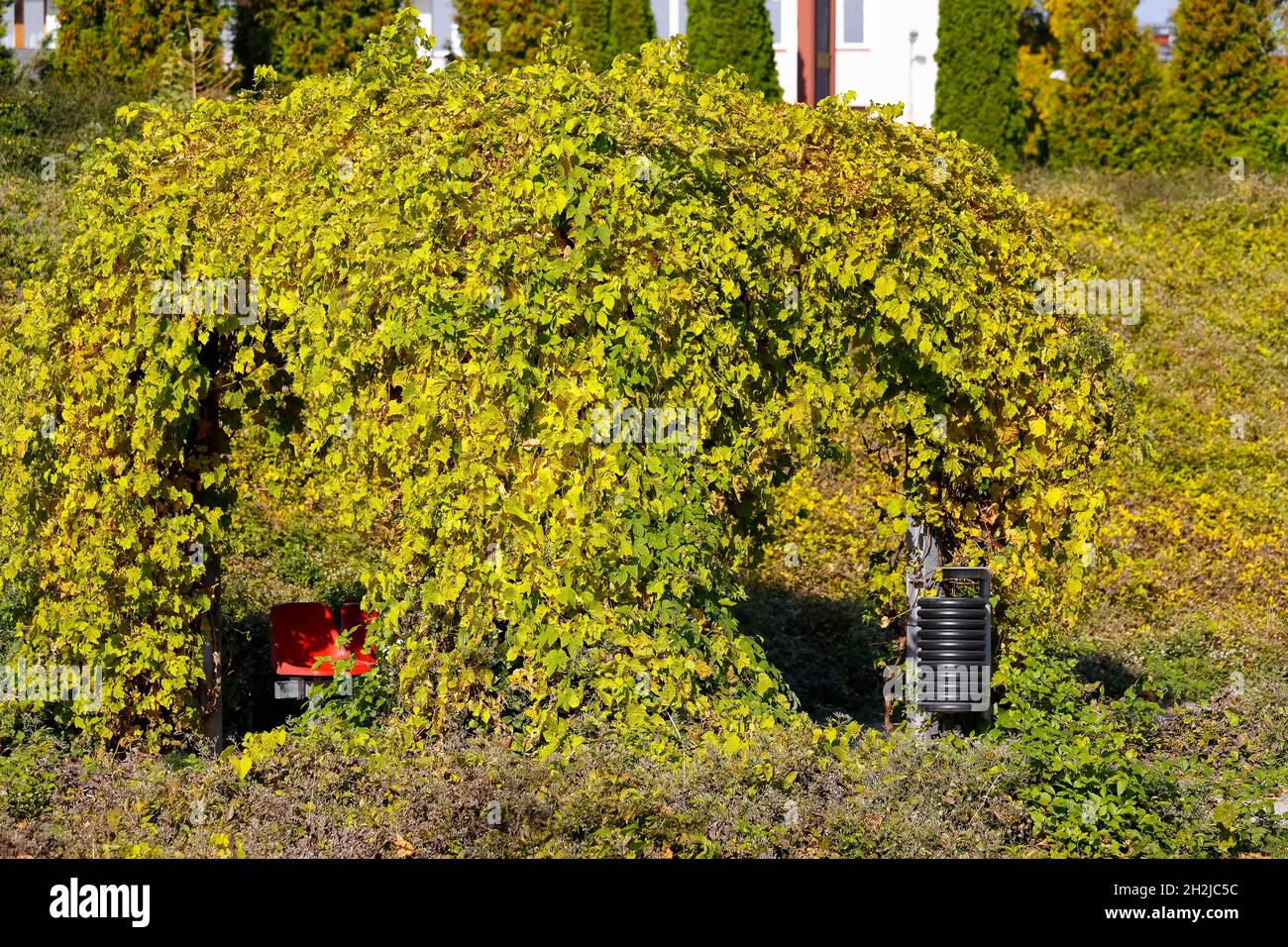 Un gazebo parco con creepers che ora hanno un sacco di foglie di ingiallimento come la caduta si avvicina. Questo è visto in un parco pubblico nel quartiere residenziale di Groclaw Foto Stock