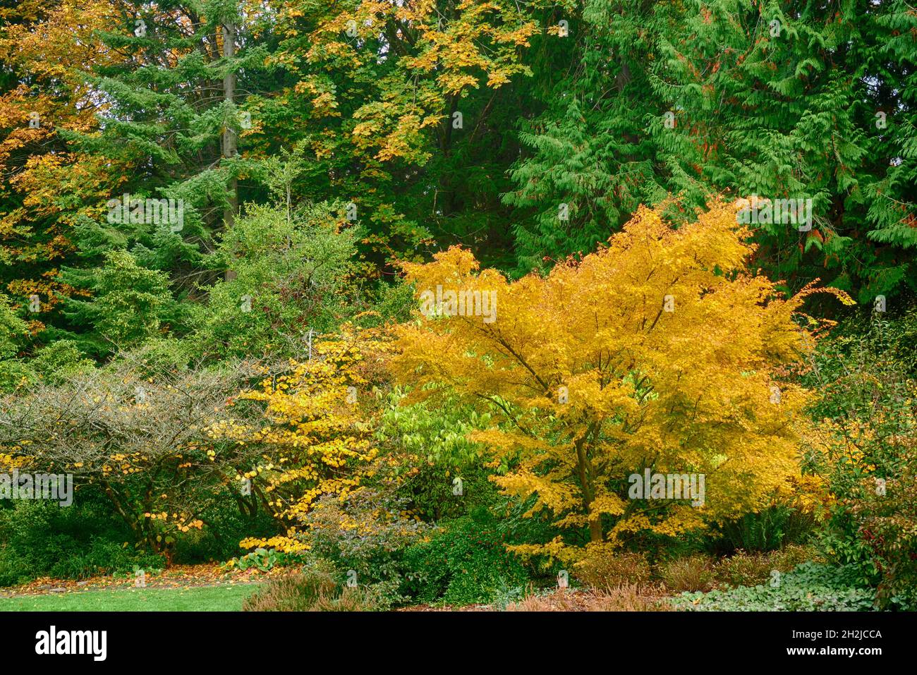 Vegetazione colorata sugli alberi nel parco autunnale, Washington orientale, USA Foto Stock