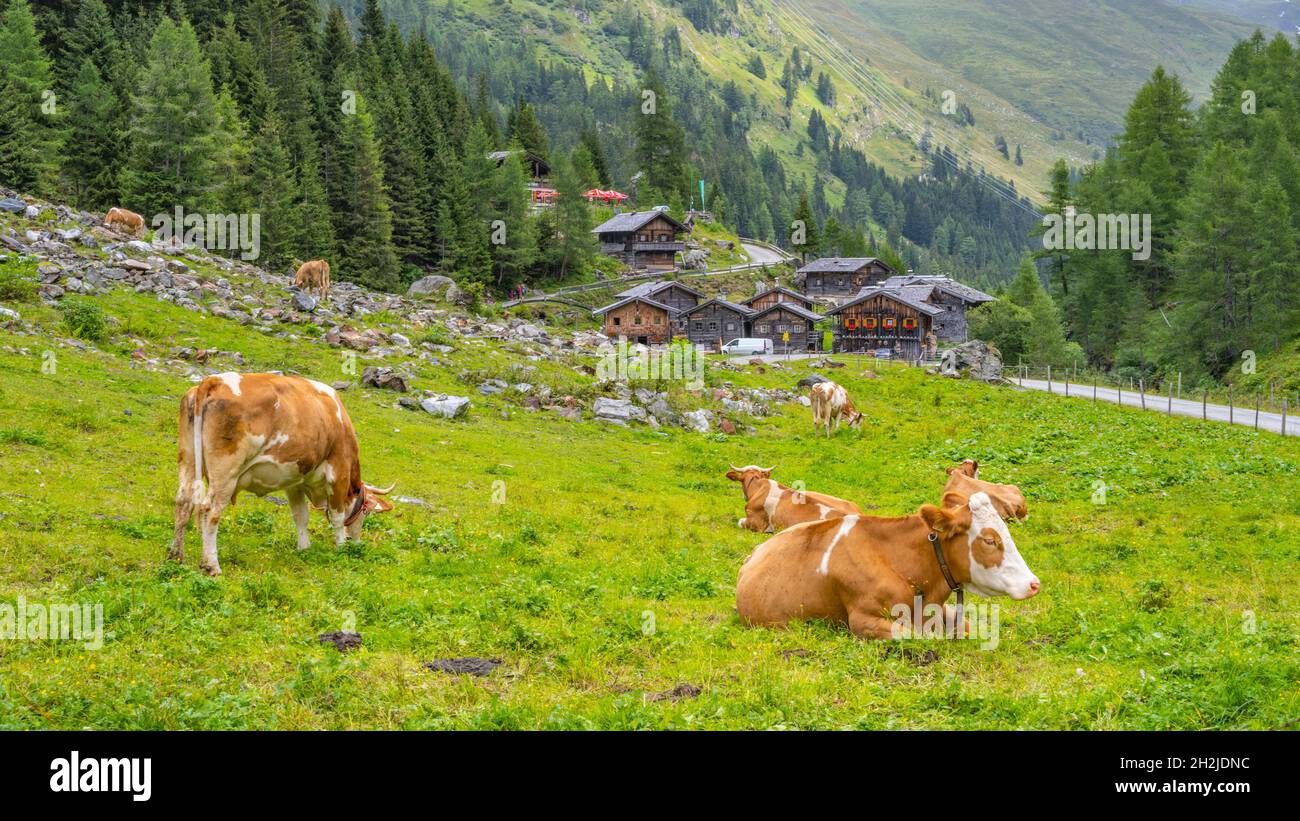Mucche su pascolo e vecchie case alpine in legno Foto Stock Mucche su pascolo e vecchie case alpine in legno Foto Stock