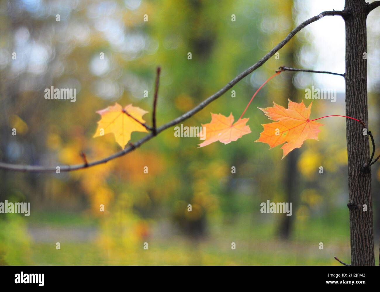 Foglie autunnali con fuoco morbido su acero Leafs e naturale giallo Blured sfondo con Bokeh Outdoor. Foto Stock