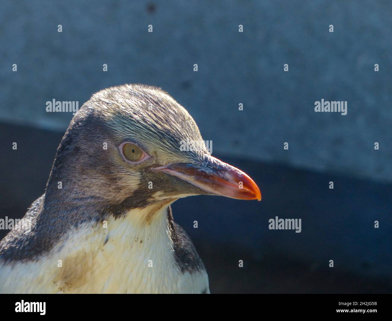 Giallo-eyed penguin (Megadyptes antipodes), Dunedin, Otago, South Island, in Nuova Zelanda, Foto Stock