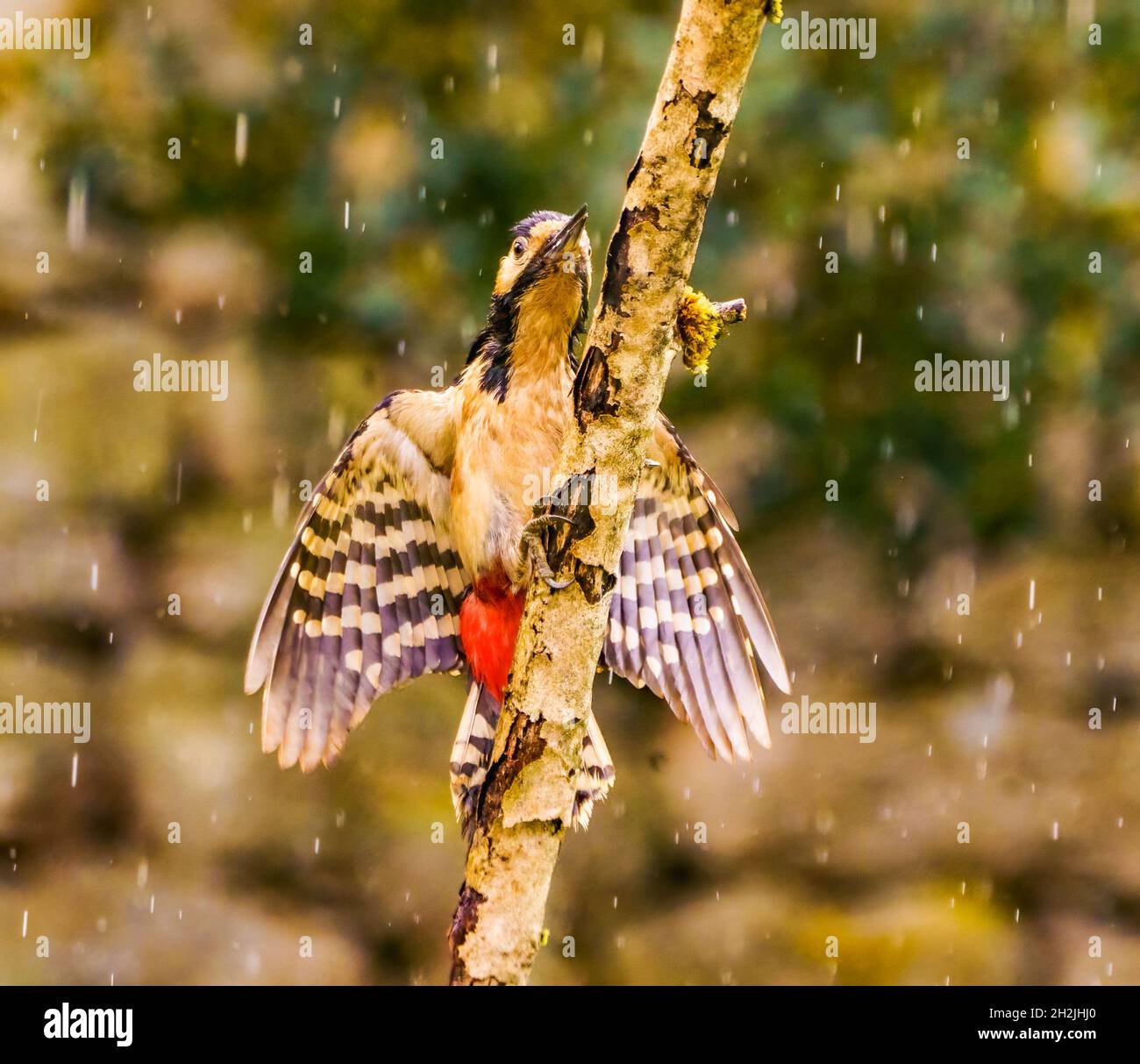 Great Spoted Woodpecker godersi la pioggia in Cotswolds, giardino del Regno Unito Foto Stock