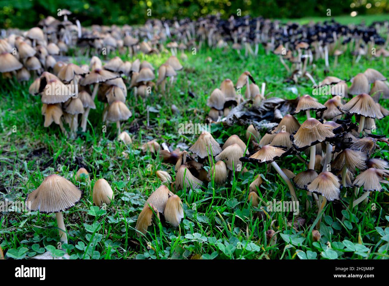 Cluster di funghi Inkcap comune (Coprinopsis atramentaria) intorno ad un ceppo di legno di legno di latifoglie marciante, alcuni giovani alcuni autocdigestivi Foto Stock