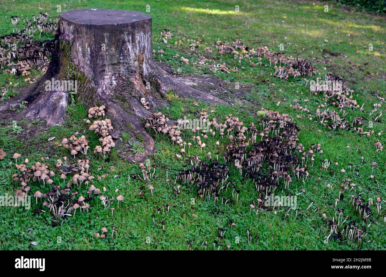 Cluster di funghi Inkcap comune (Coprinopsis atramentaria) intorno ad un ceppo di legno di legno di latifoglie marciante, alcuni giovani alcuni autocdigestivi Foto Stock