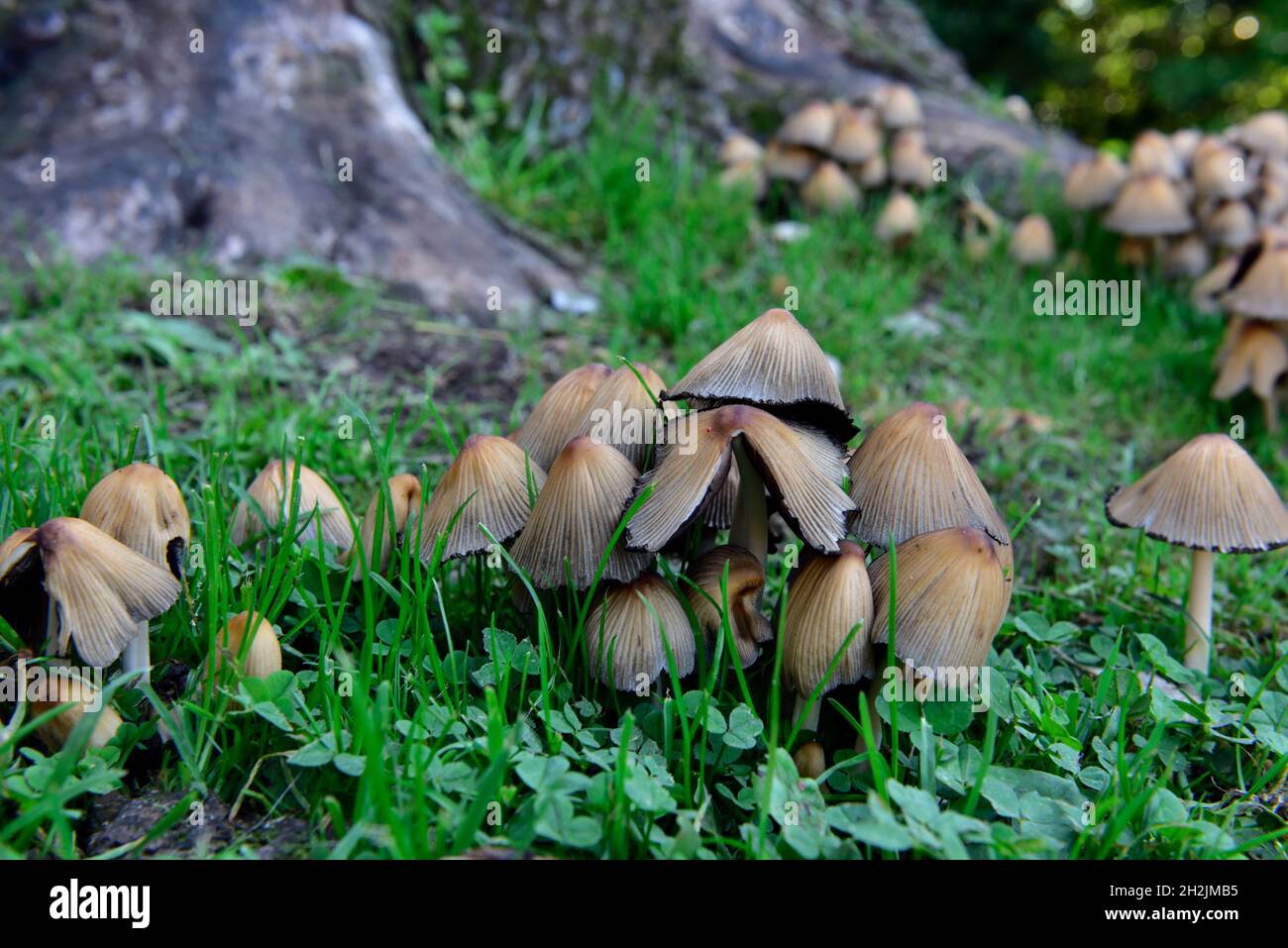 Cluster di funghi Inkcap comune (Coprinopsis atramentaria) intorno a un ceppo di legno di legno di latifoglie marcio Foto Stock