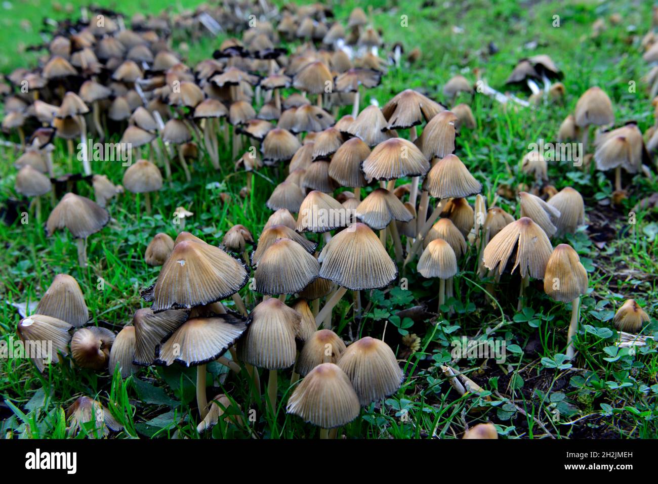 Cluster di funghi Inkcap comune (Coprinopsis atramentaria) intorno a un ceppo di legno di legno di latifoglie marcio Foto Stock