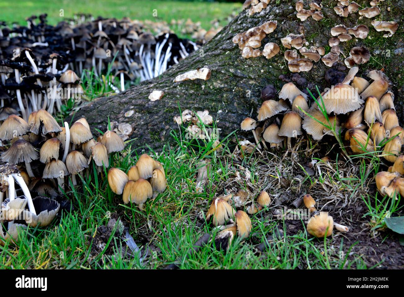 Cluster di funghi Inkcap comune (Coprinopsis atramentaria) intorno ad un ceppo di legno di legno di latifoglie marciante, alcuni giovani alcuni autocdigestivi Foto Stock