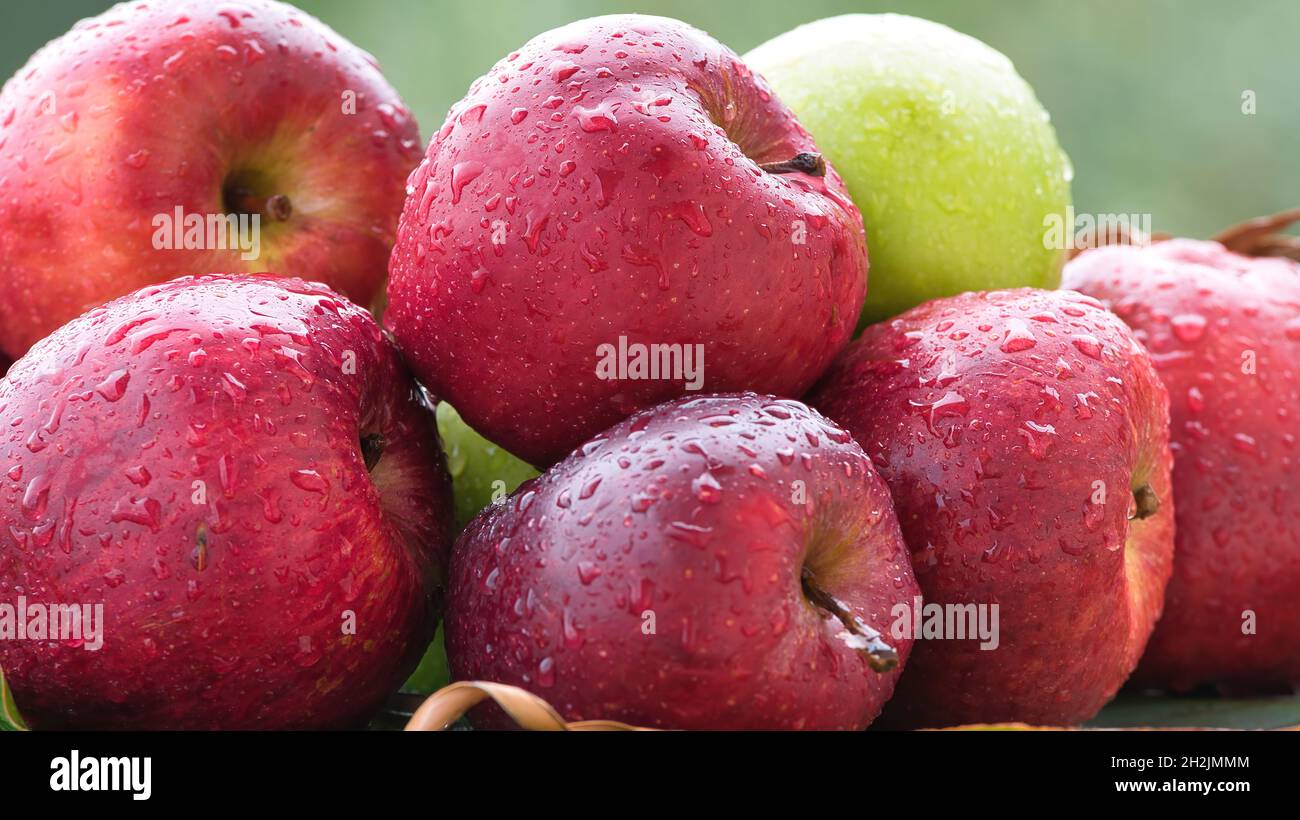 Mele con gocce d'acqua, mele rosse fresche, mele sotto la pioggia Foto Stock