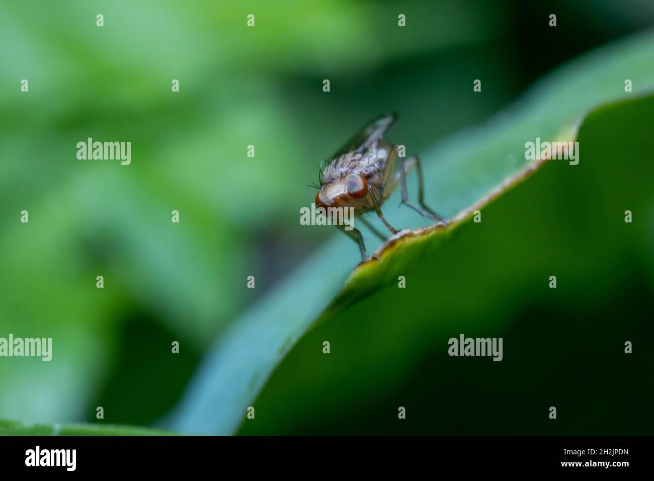 Volo scaglionato con espressione divertente e grandi occhi Foto Stock