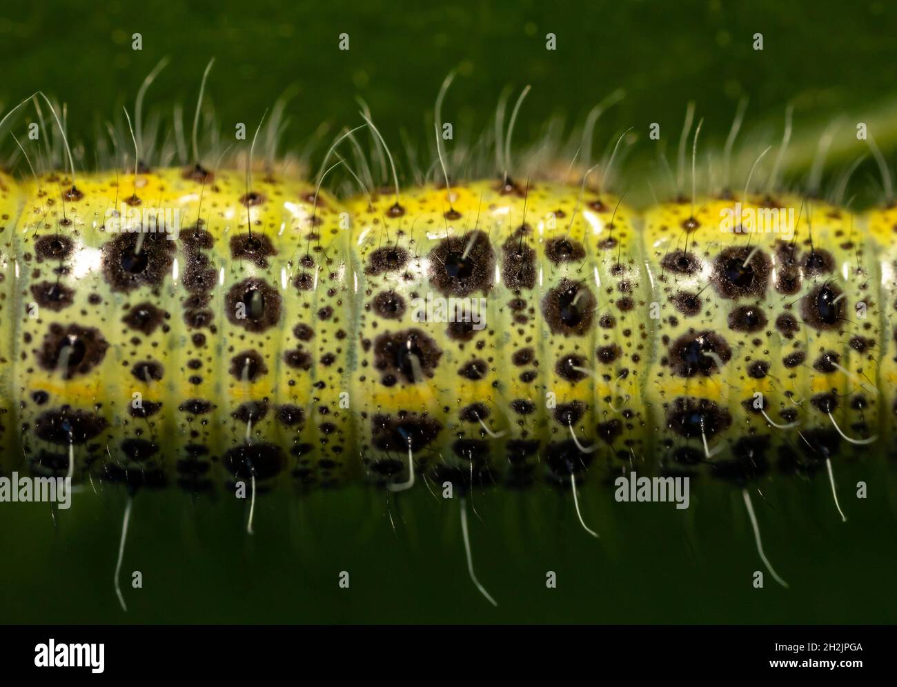 Ingrandimento macro del corpo Caterpillar giallo e nero Foto Stock