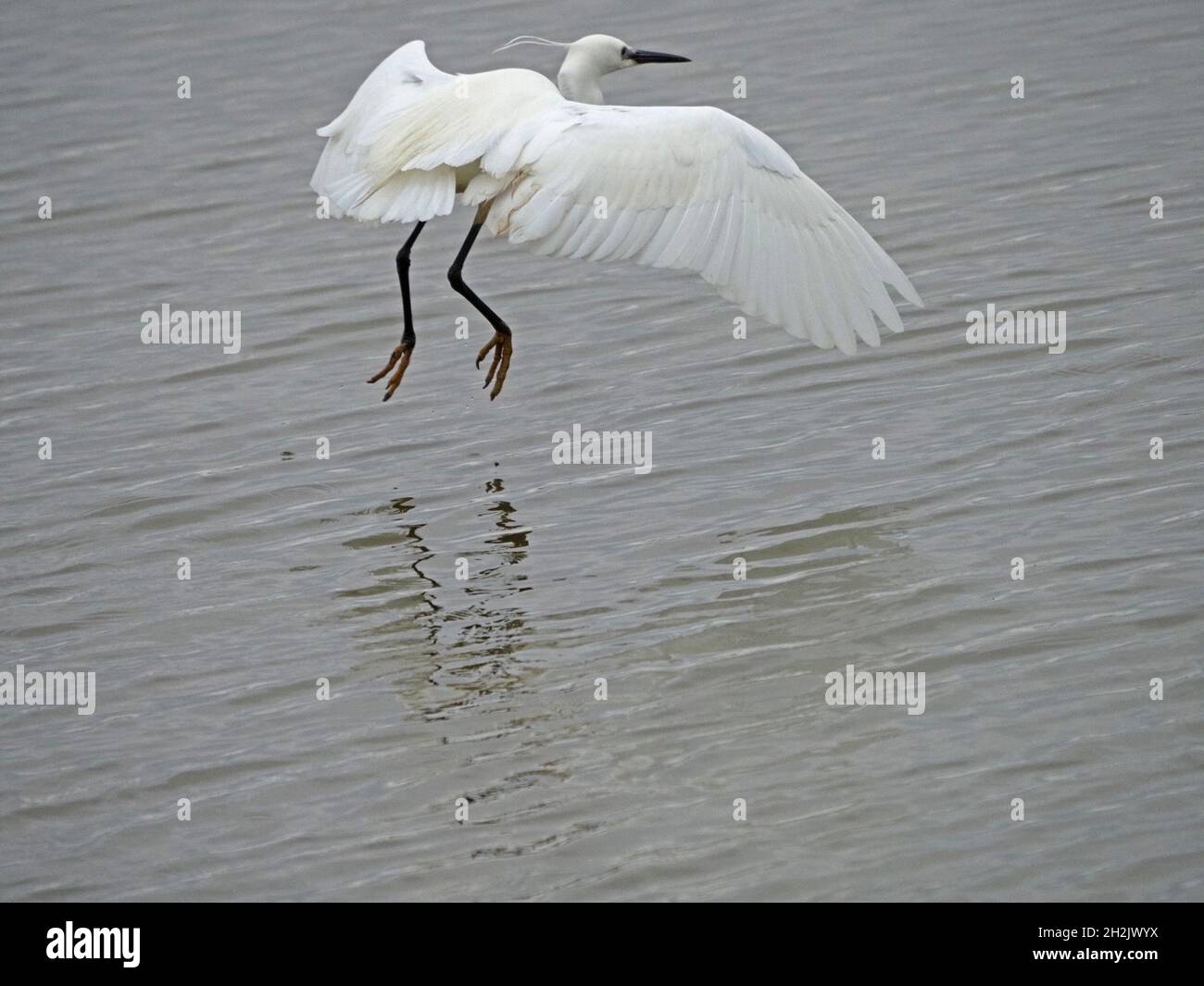 Little Egret (Egretta garzetta) vola con ali distese su acqua di stagni a Leighton Moss RSPB Nature Reserve, Lancashire, Inghilterra, Regno Unito Foto Stock