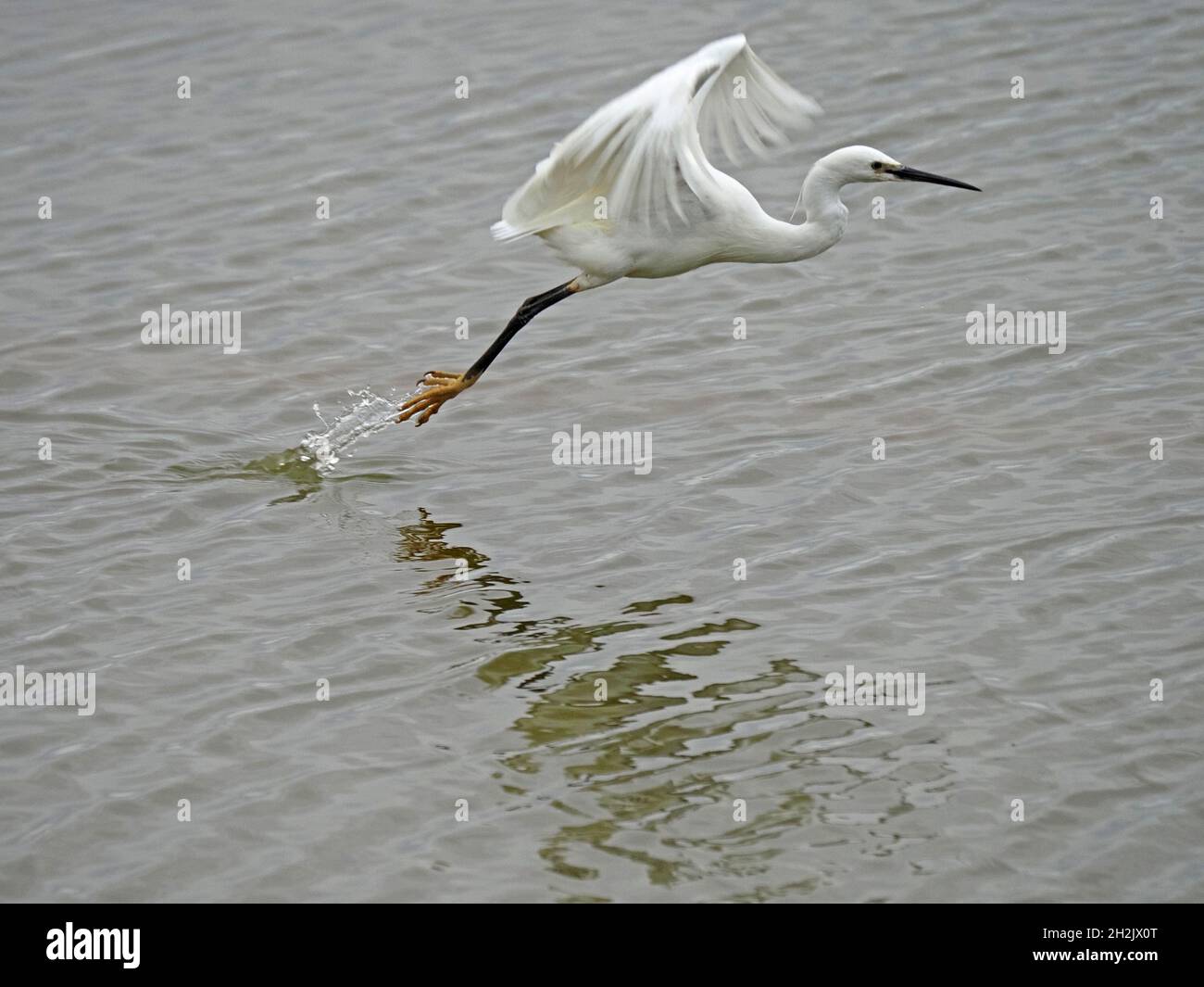 Little Egret (Egretta garzetta) si declina con gambe penzolanti su acqua increspata di stagni a Leighton Moss RSPB Nature Reserve, Lancashire, Inghilterra, Regno Unito Foto Stock