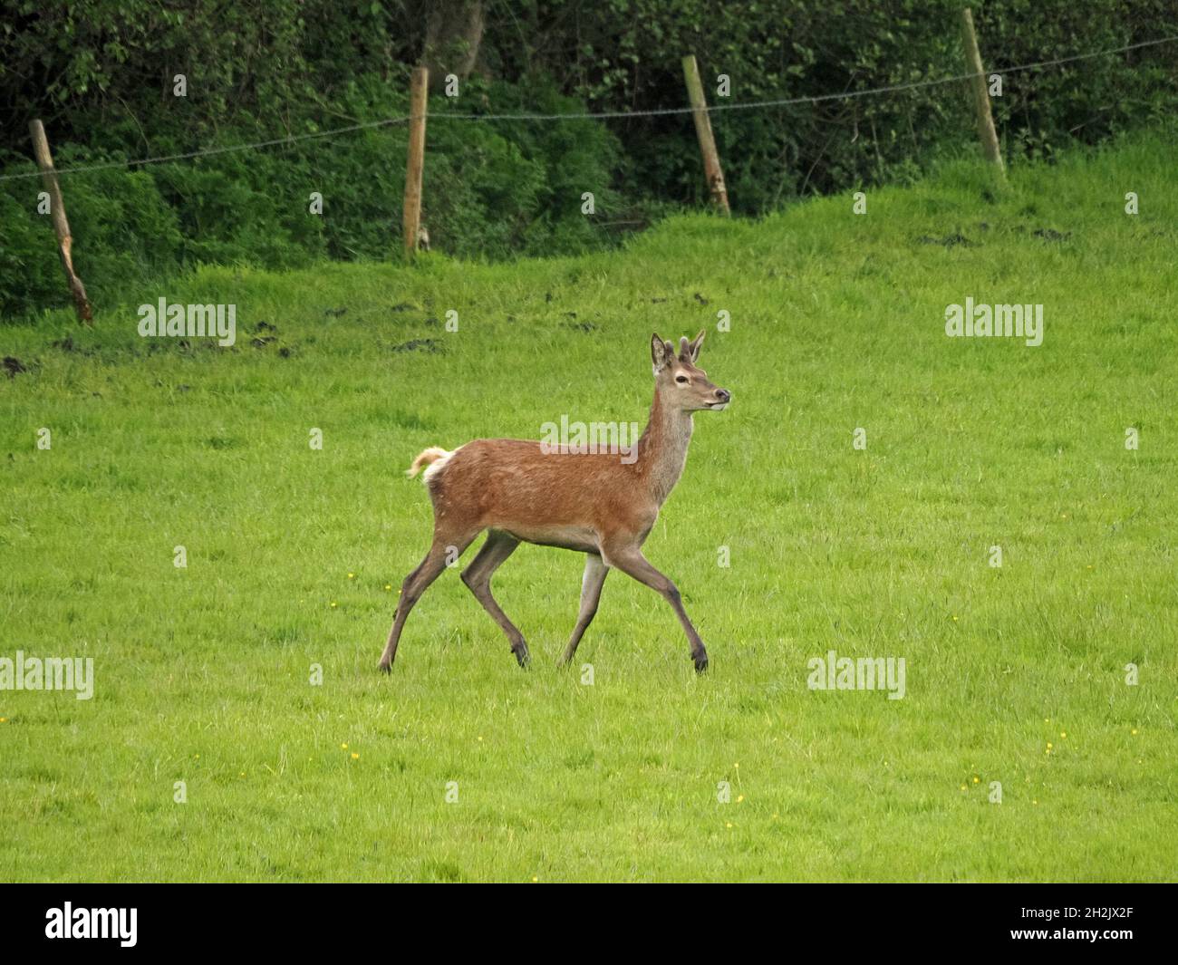 Trotto giovane cervo rosso (Cervus elaphus) con piccole formiche del primo anno in velluto Leighton Moss RSPB Nature Reserve, Lancashire, Inghilterra, Regno Unito Foto Stock