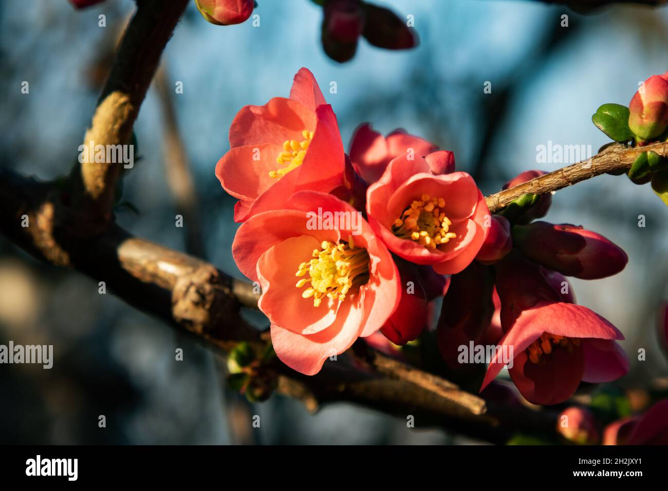 Albero di fiori rosa nel giardino. Pianta, erba e vegetale. Fotografia naturalistica. Flora naturale e tema botanico. Foto Stock