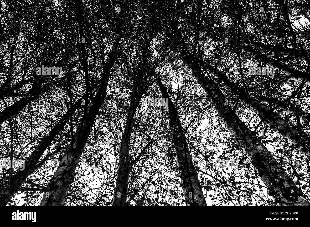 Guardando in su ad una fila di alberi alti Foto Stock