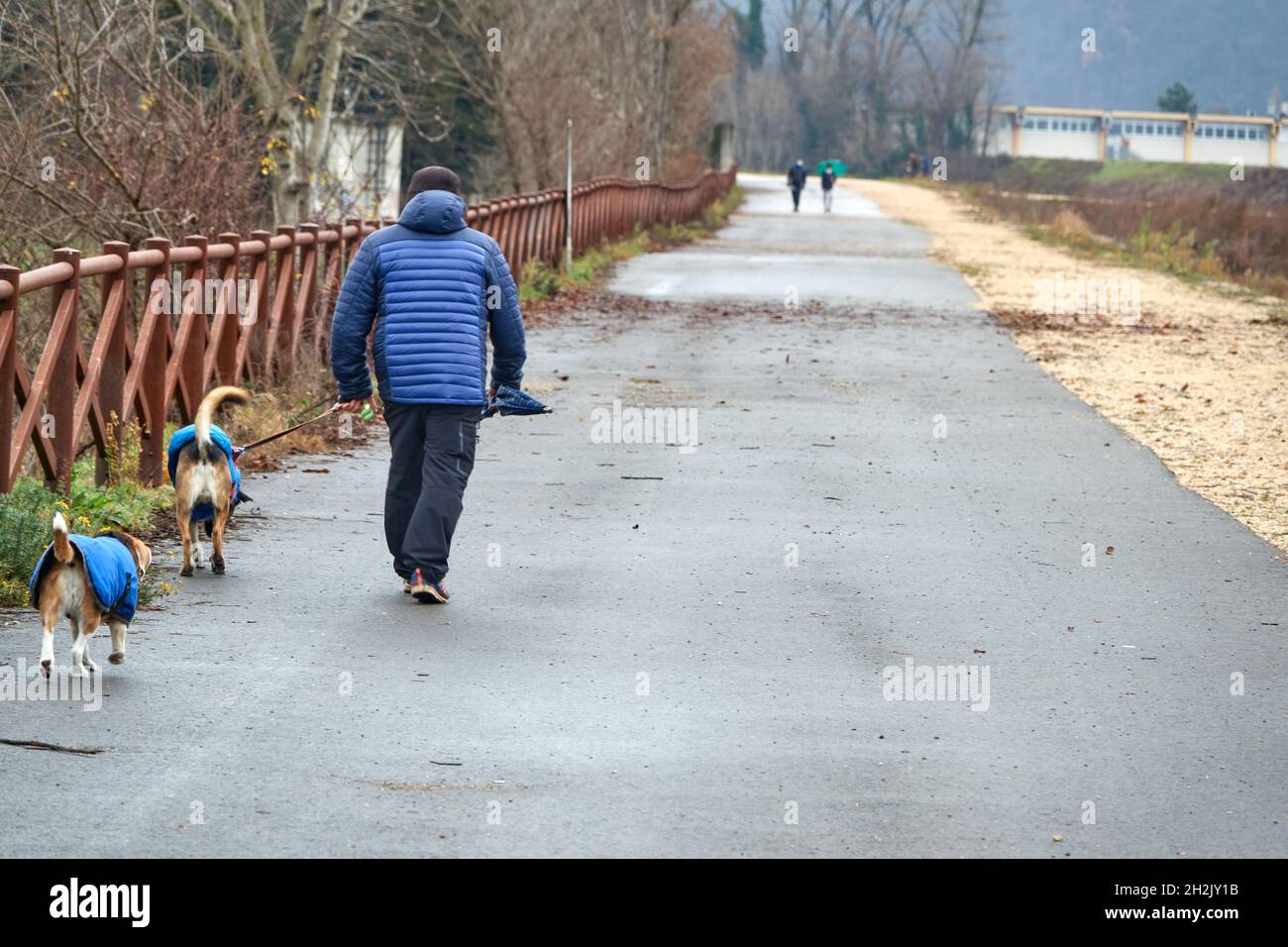 Uomo che cammina con due cani che indossano cappotti blu in una giornata invernale piovosa Foto Stock