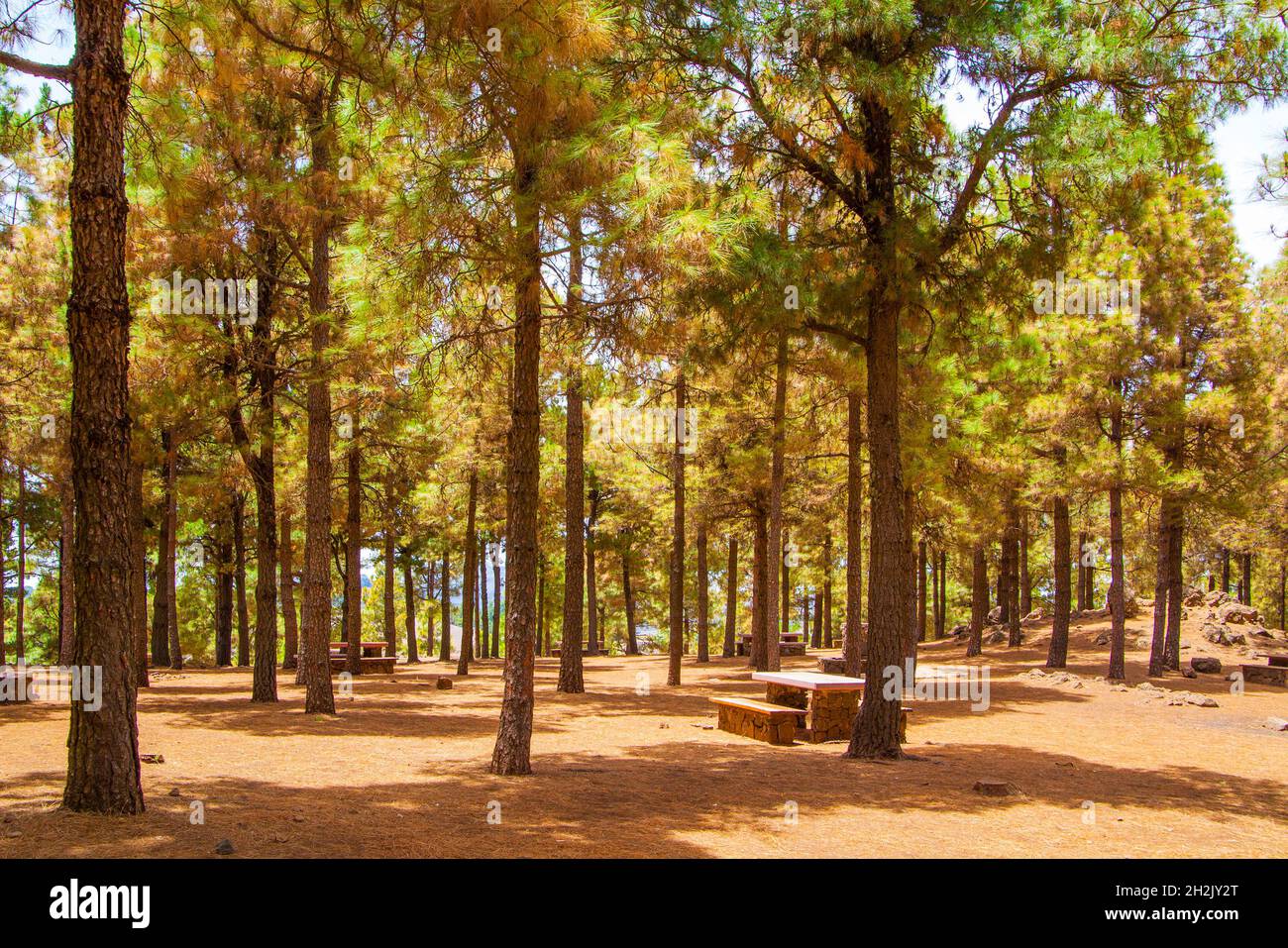 Pineta witn area ricreativa pubblica a Gran Canaria, le Canarie, Spagna Foto Stock