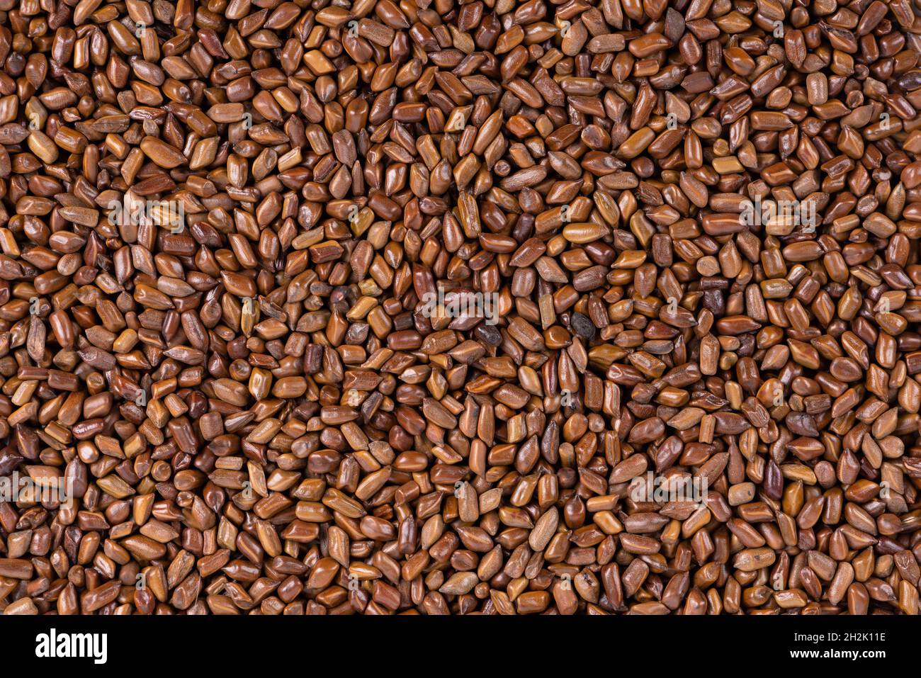 Cassia tora fagioli sfondo. Sicklepod o Senna obtusifolia. Vista dall'alto. Foto Stock