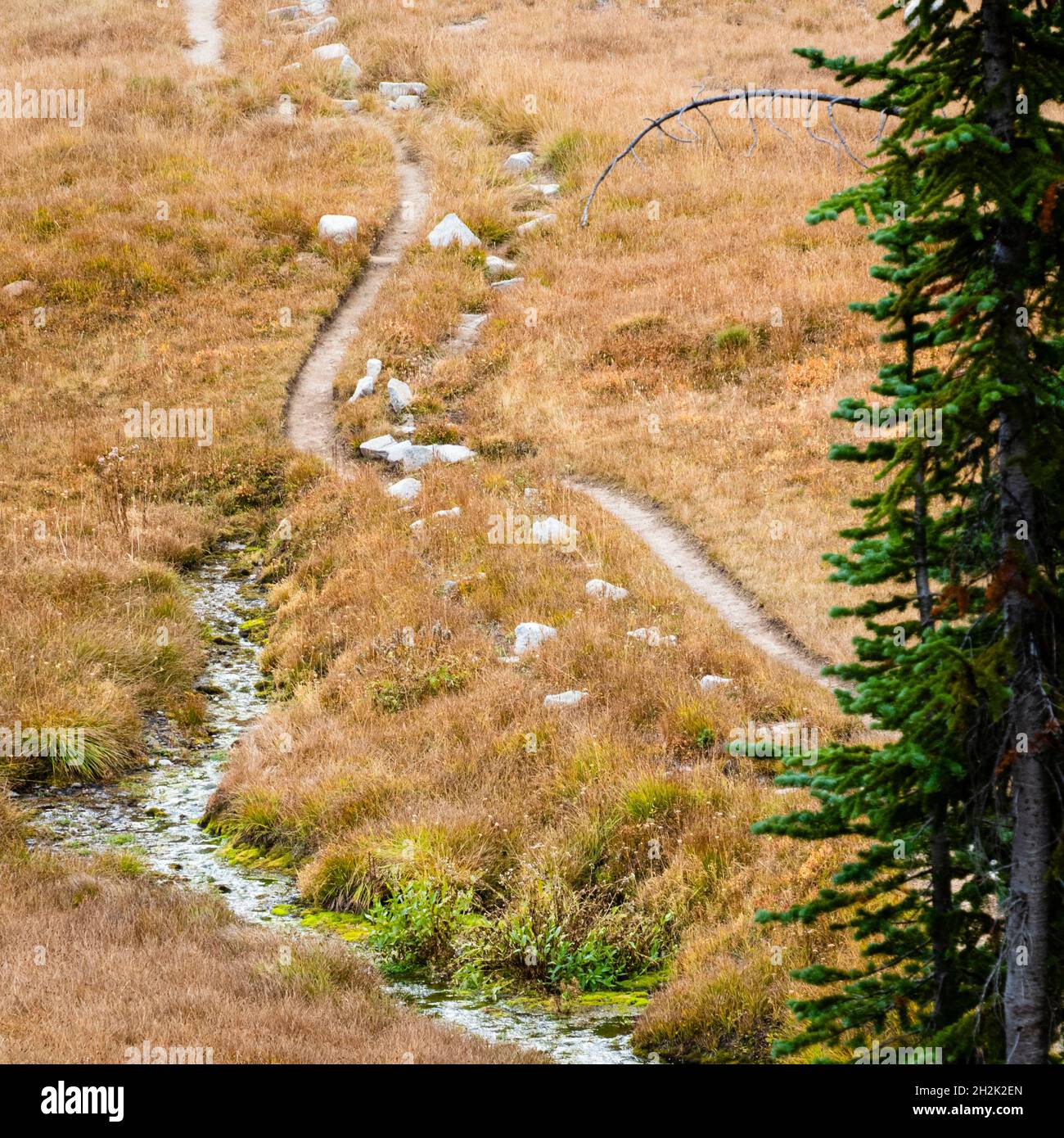 Un percorso curvo lungo un tranquillo ruscello nella natura di Eagle Cap Foto Stock