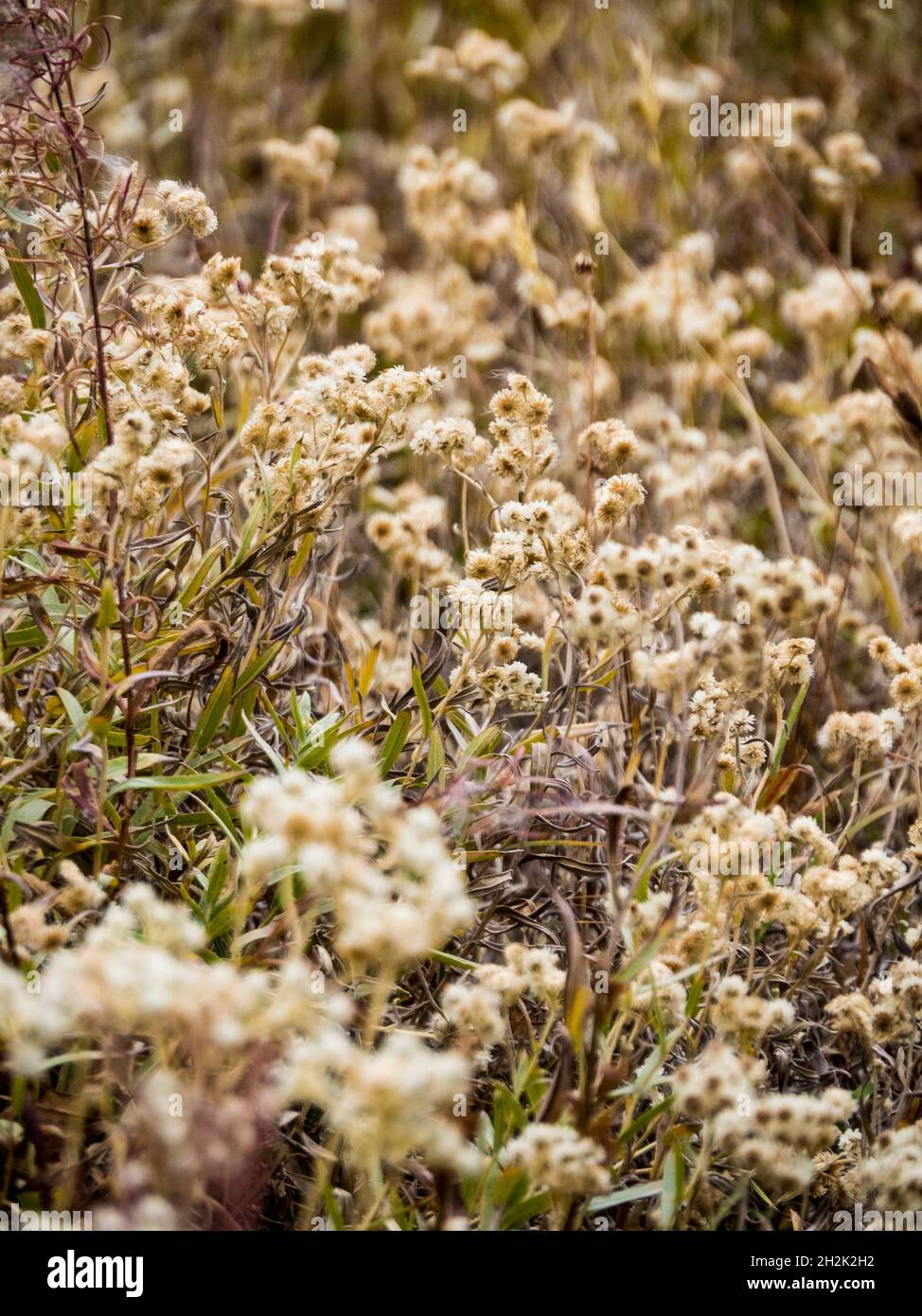 Colori autunnali su alghe, piante ed erbe. Foto Stock