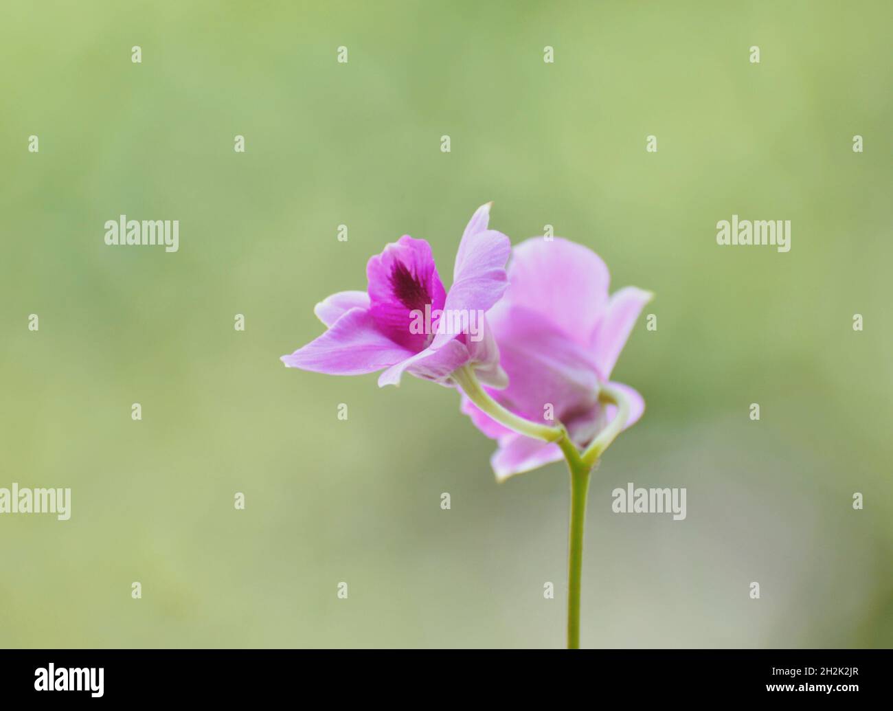 Dendrobium orchid Foto Stock