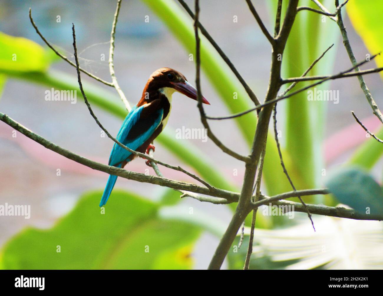 White throated kingfisher Foto Stock
