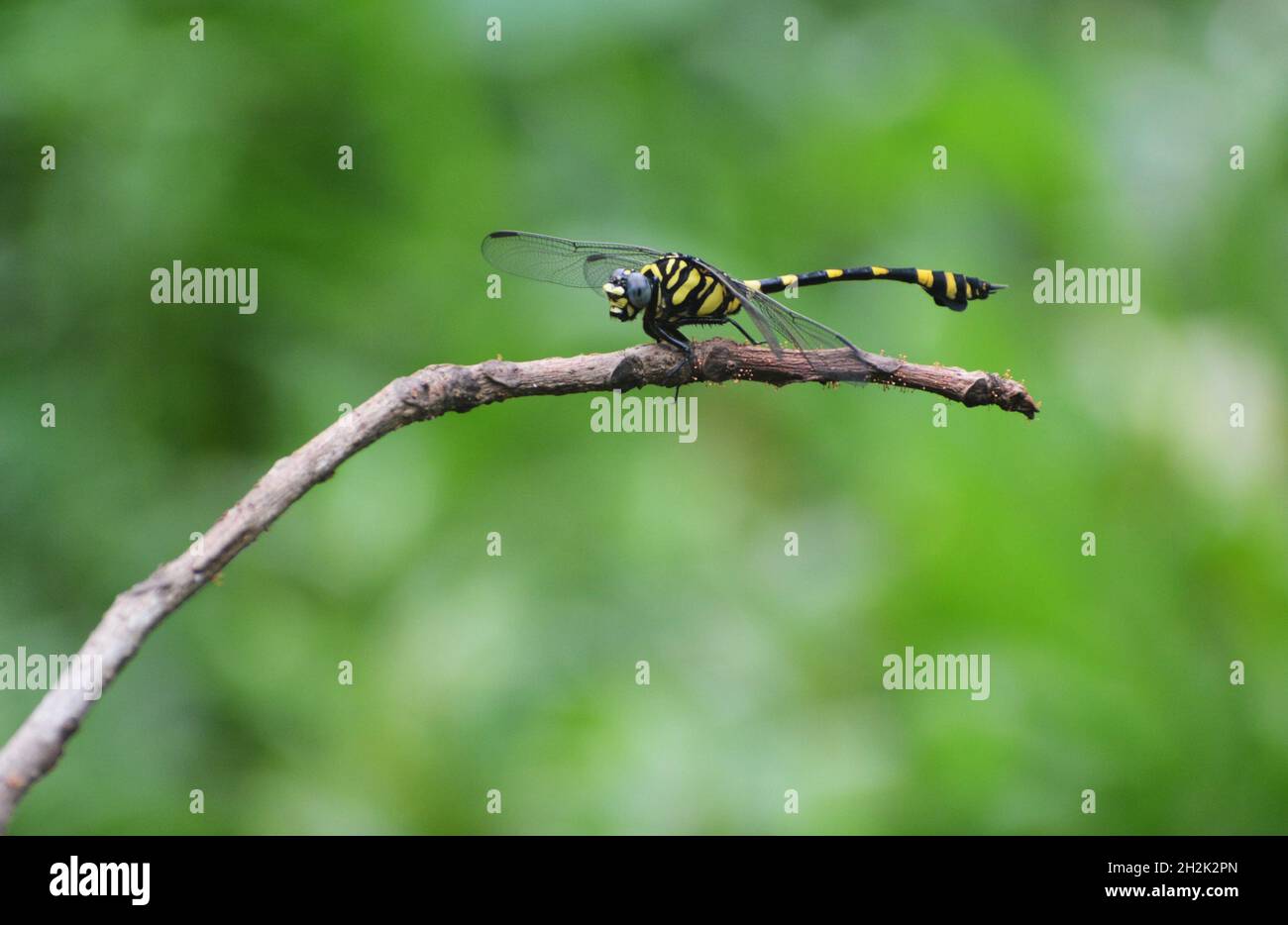 Fotografia Dragonfly Foto Stock