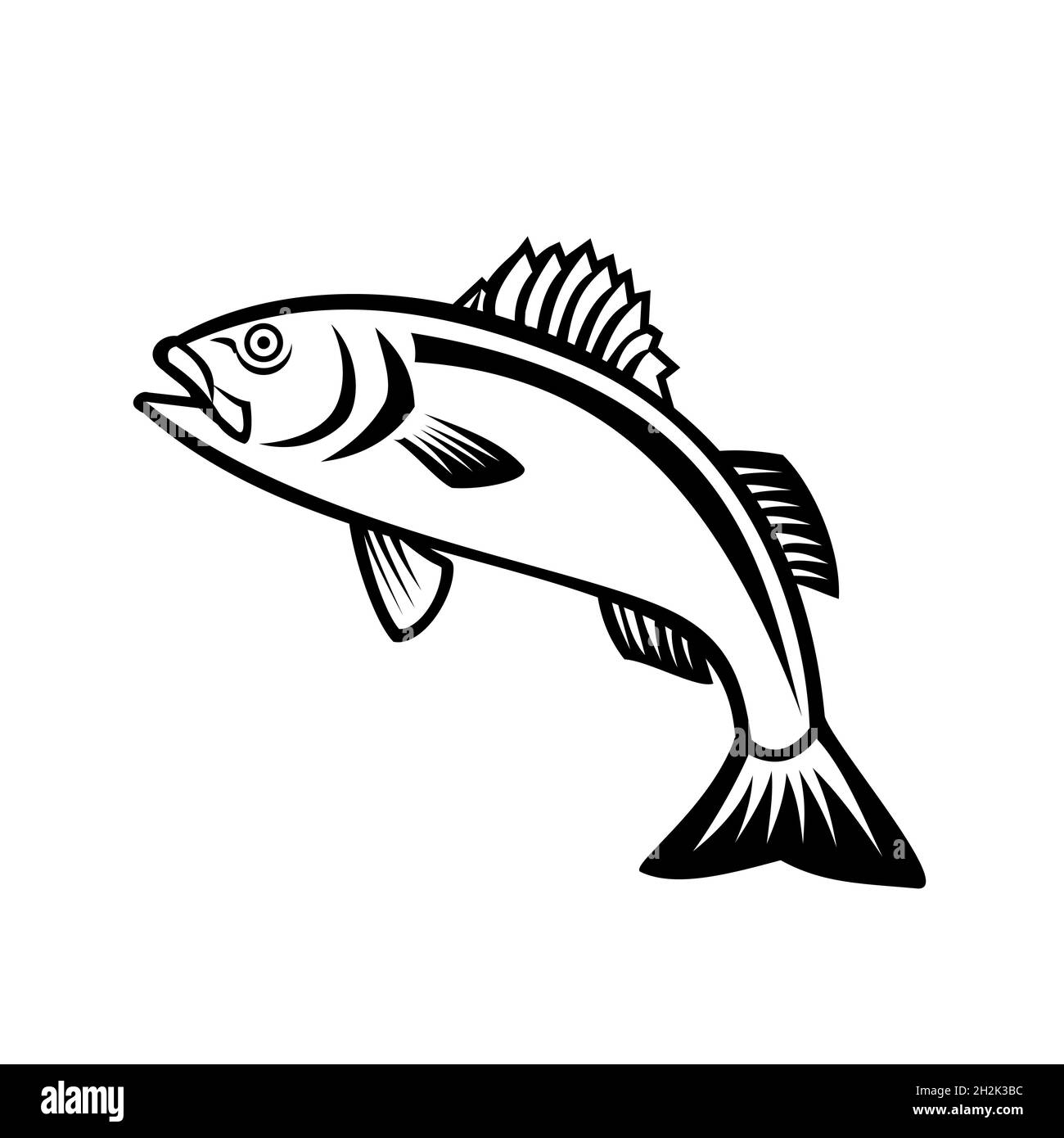 European Seabass Sea Bass o Dicentrarchus labrax saltare su Mascot bianco e nero Foto Stock