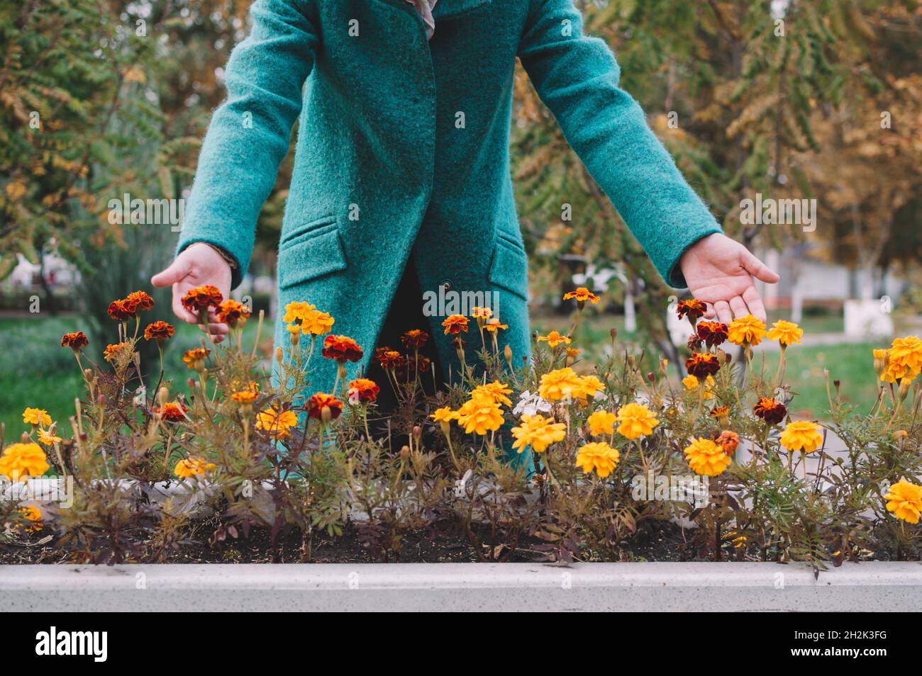 Una ragazza in un cappotto blu si appoggia e tocca i fiori arancioni e rossi dei marigolds autunnali in un letto di fiori Foto Stock