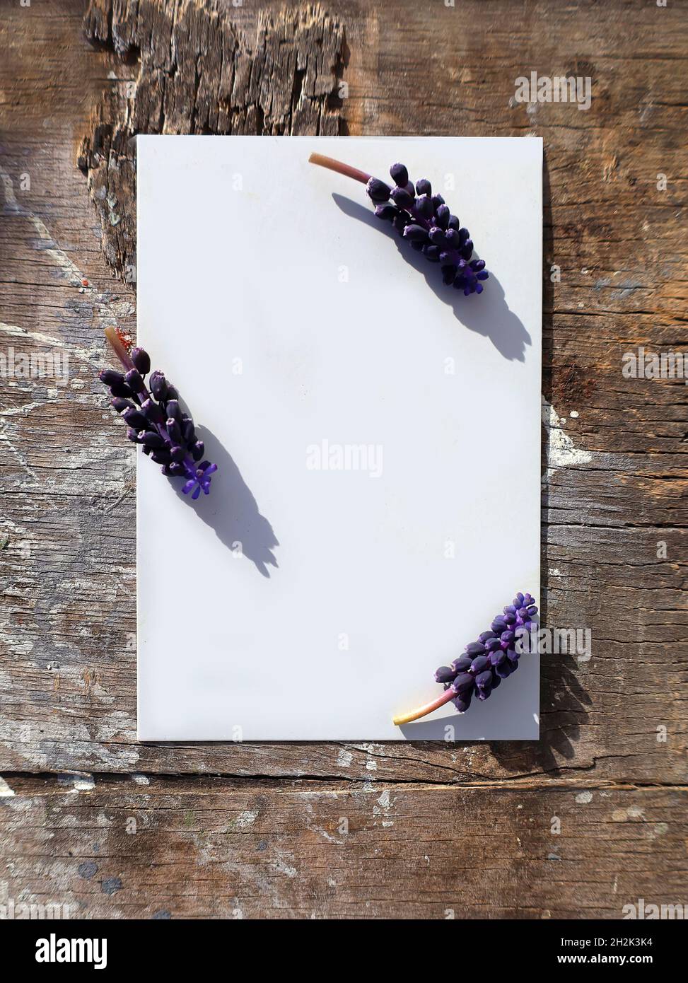 Biglietto d'auguri in mockup di carta verticale vuoto sulla superficie di legno con fiori di giacinto d'uva Foto Stock