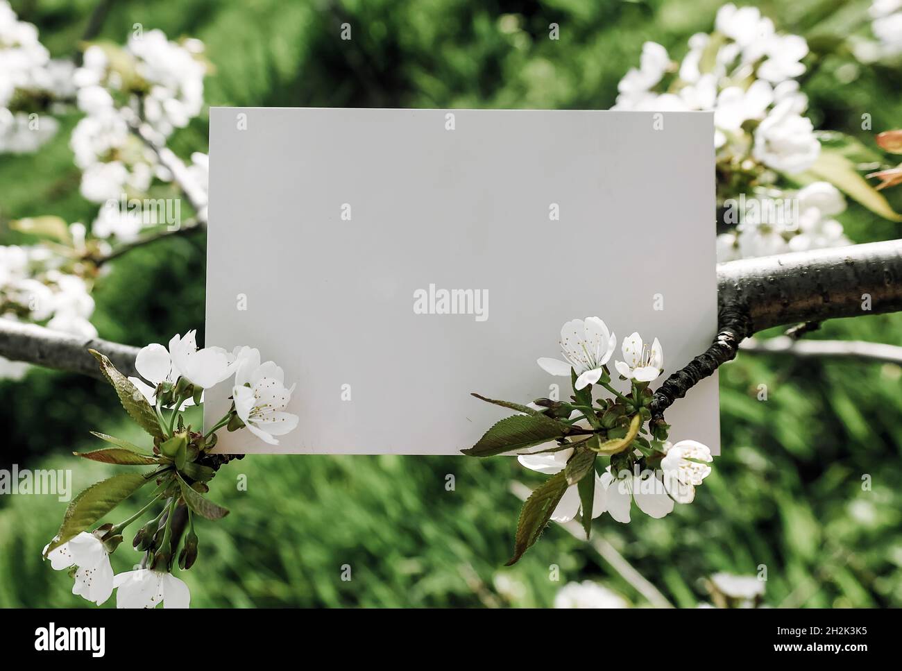 Mock su lettera di cartolina bianca appendere a fiore ciliegio albero, luogo per il testo Foto Stock
